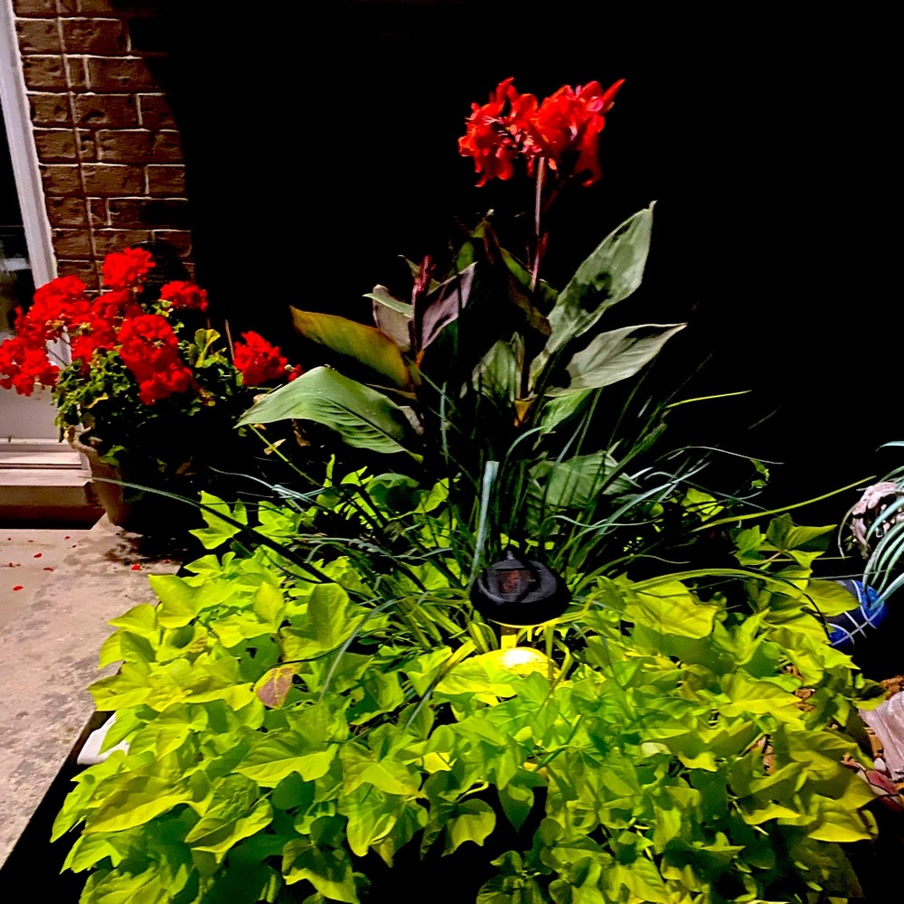 Meet your Posher, Daniela